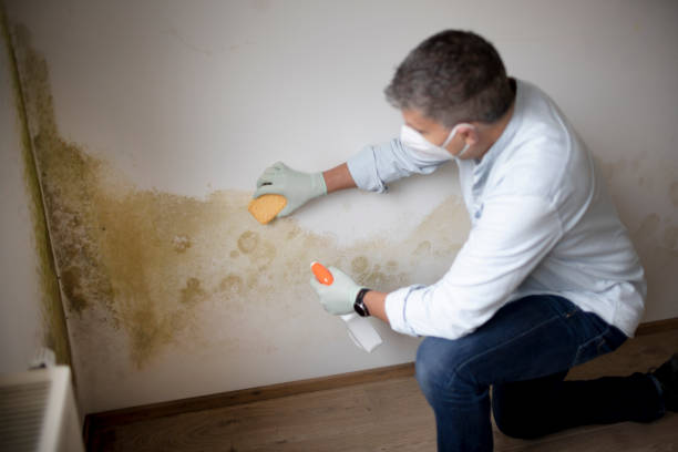 Professional Mold Removal in Le Grand, CA